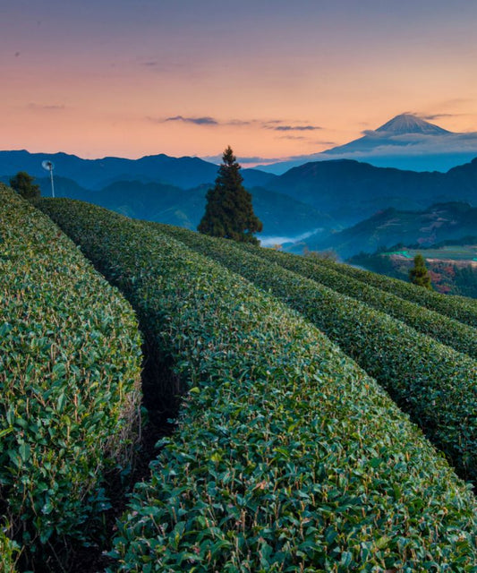 Tea Garden Tour & Tasting - Online Appoinment